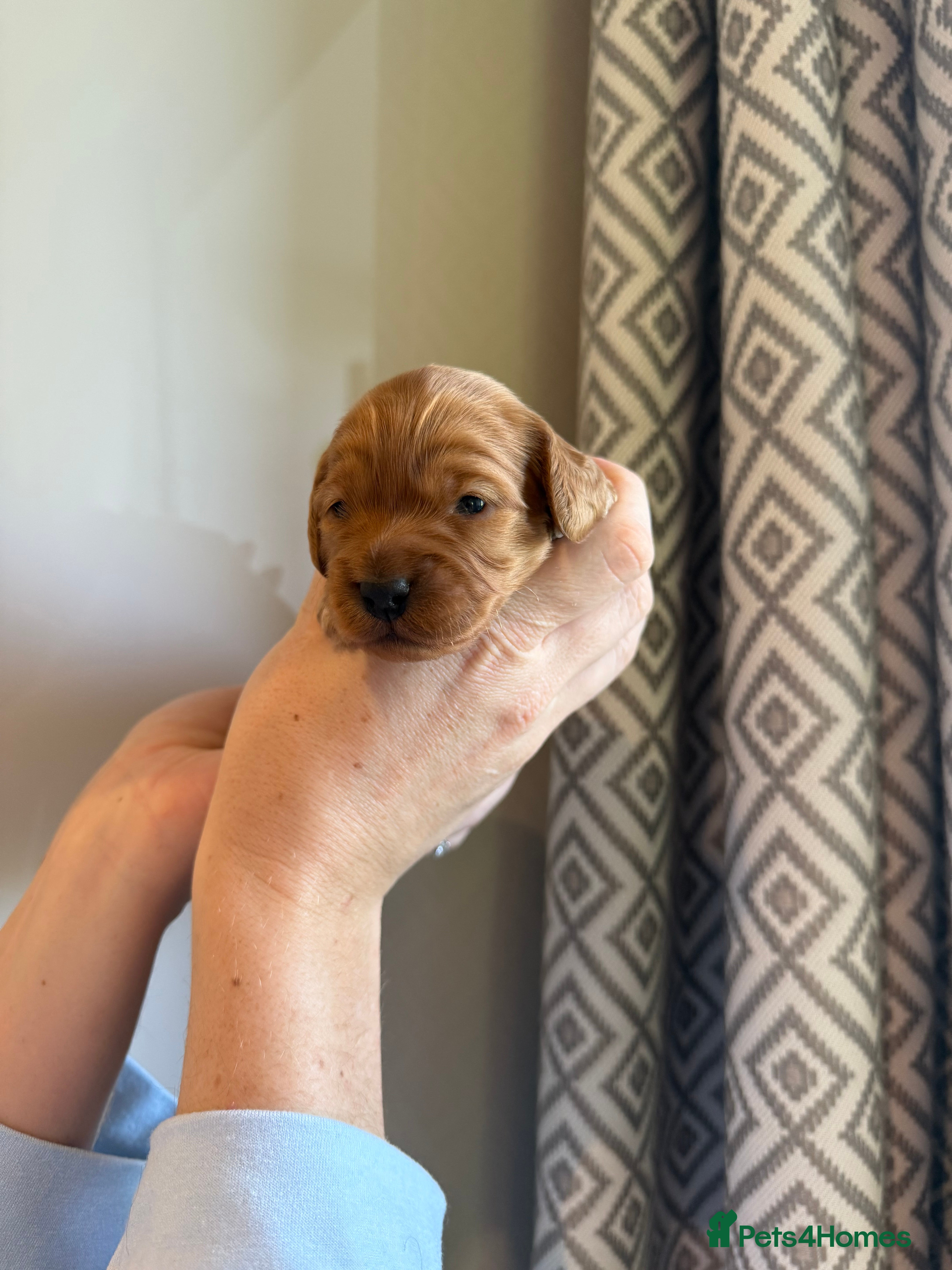 Cockapoo dogs Top Quality F1 Cockapoos - Advert 2