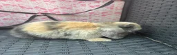 Mini Lop rabbits for sale: Ready to leave 8 week old baby mini lops in Frome - Advert 21