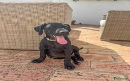 Mixed Breed dogs for adoption: Sweet Little Sprout - Image 2