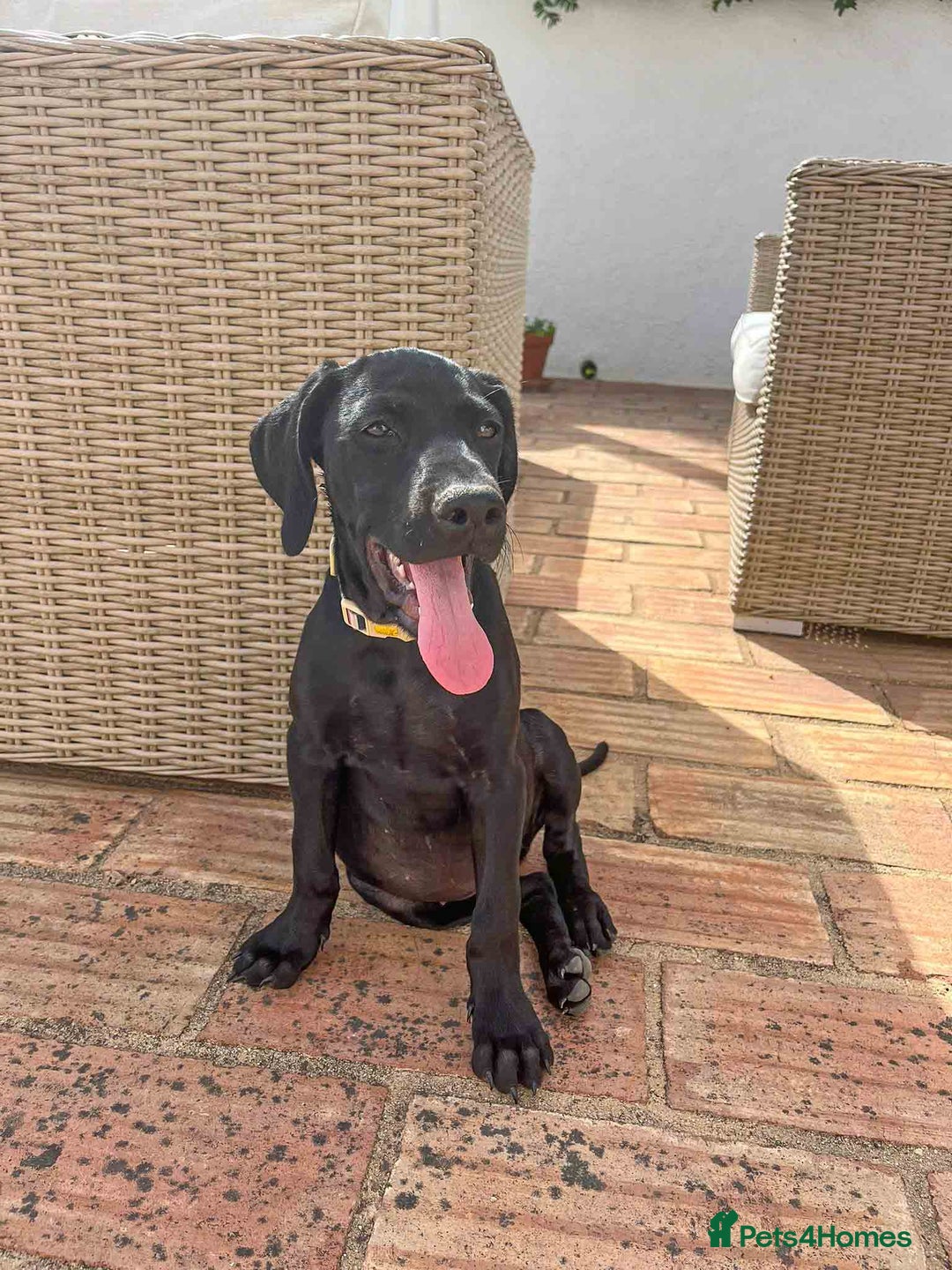 Mixed Breed dogs for adoption: Sweet Little Sprout - Image 2