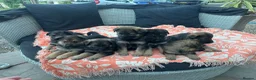 German Shepherd dogs for sale: German shepherd puppies  - Advert 10