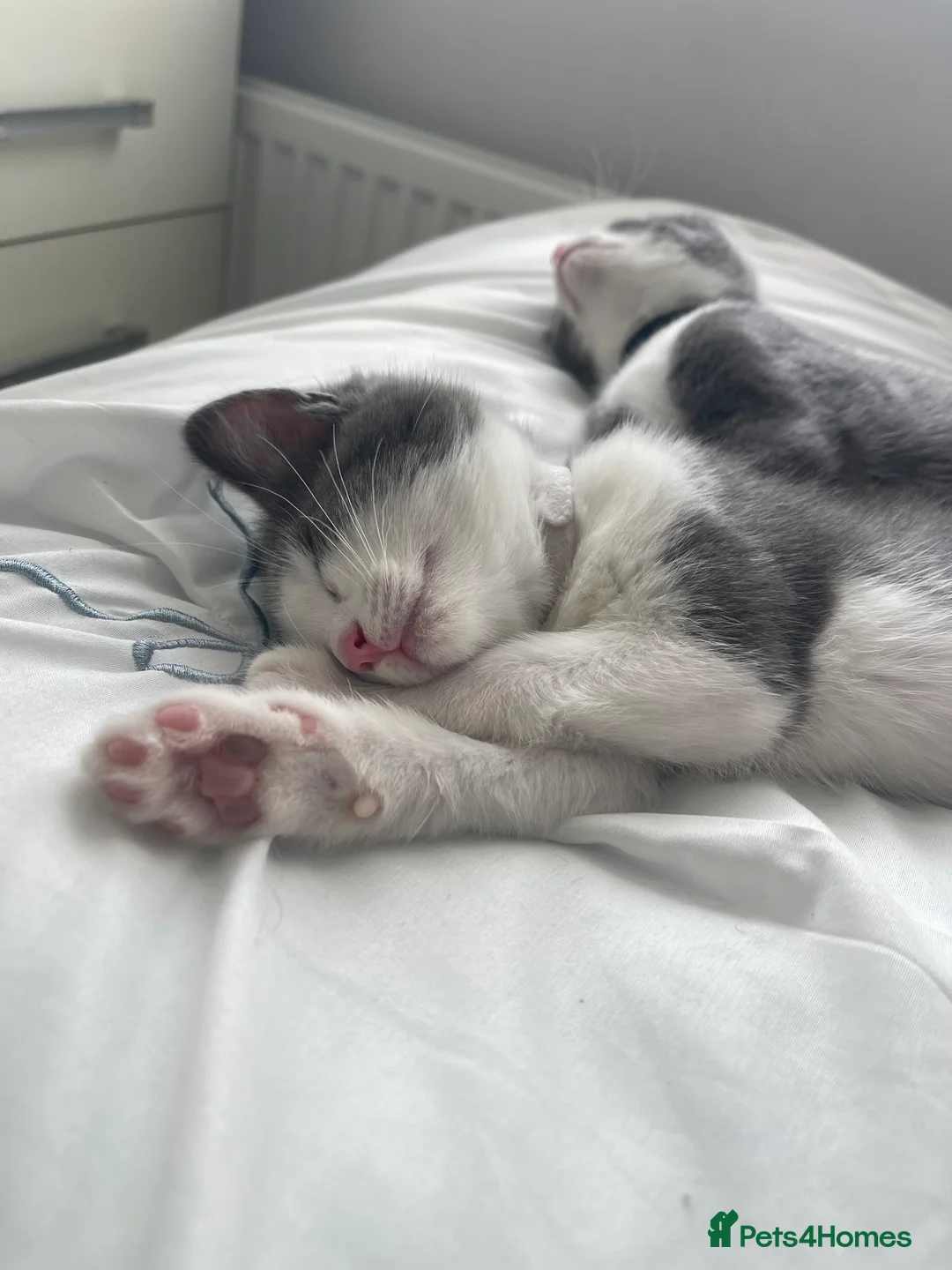 Ragdoll cats for sale: Half ragdoll kitten - Advert 7