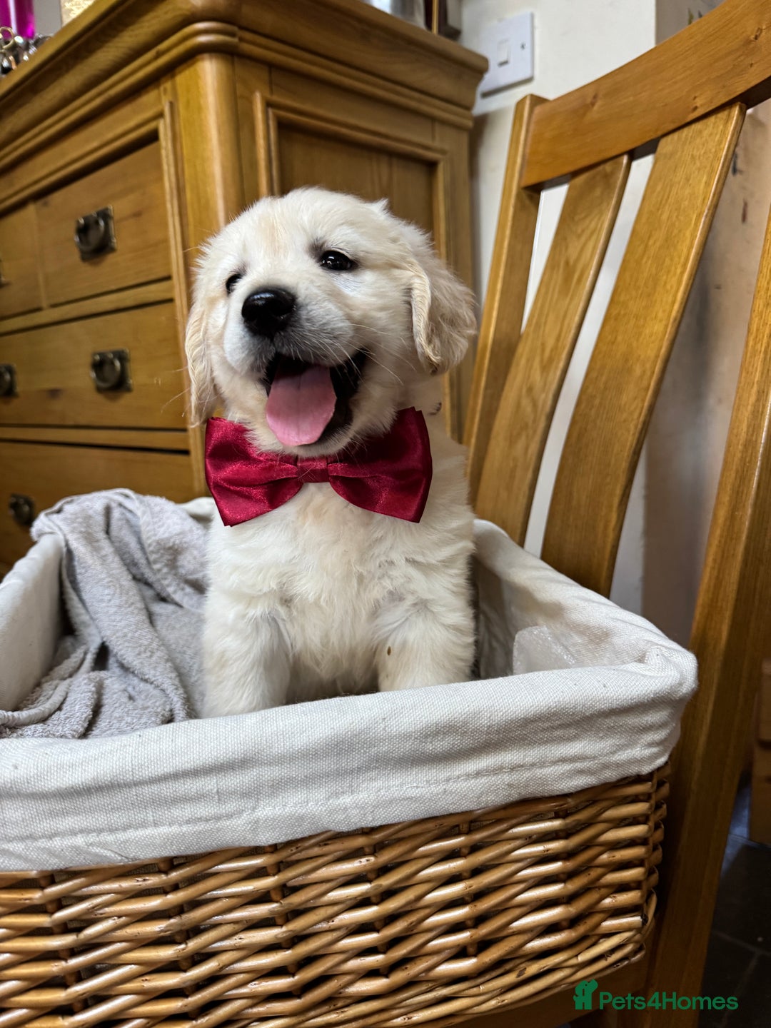 Golden Retriever dogs for sale: Out of DNA tested, kind & Champion bloodlines - Image 23