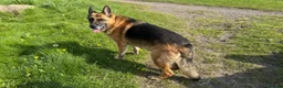 German Shepherd dogs for sale: KC German Shephard - Django  - Advert 4