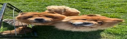 Chow Chow dogs for sale: KC Registered Chow Chow Puppies for Sale  - Advert 8