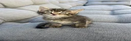 Mixed Breed cats for sale: Beautiful Brown Tabby Kitten - Advert 5