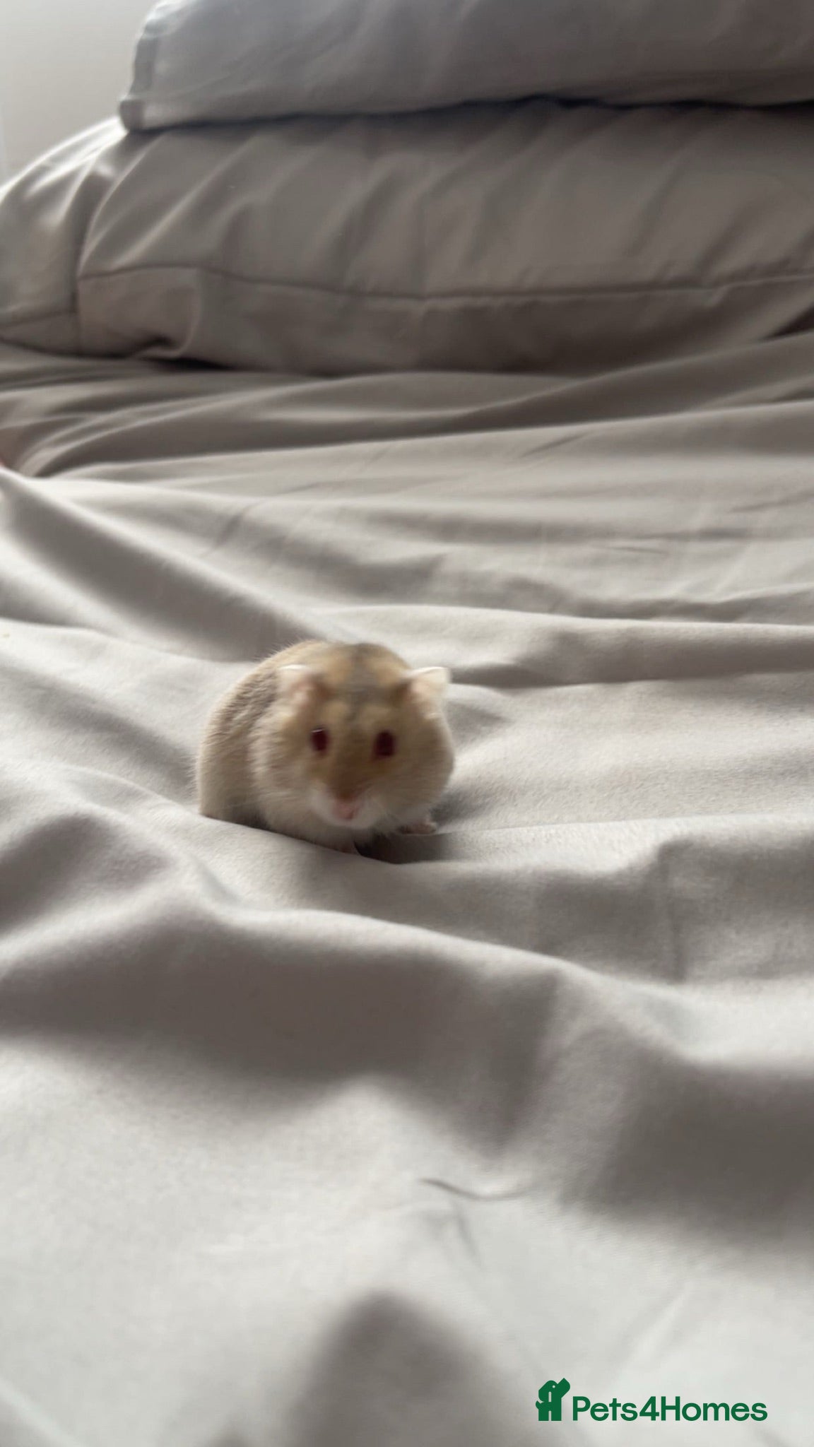 Hamster rodents Pibble - Dwarf hamster looking for a loving home  - Advert 1