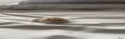 Hamster rodents for sale: Pibble - Dwarf hamster looking for a loving home  - Advert 1