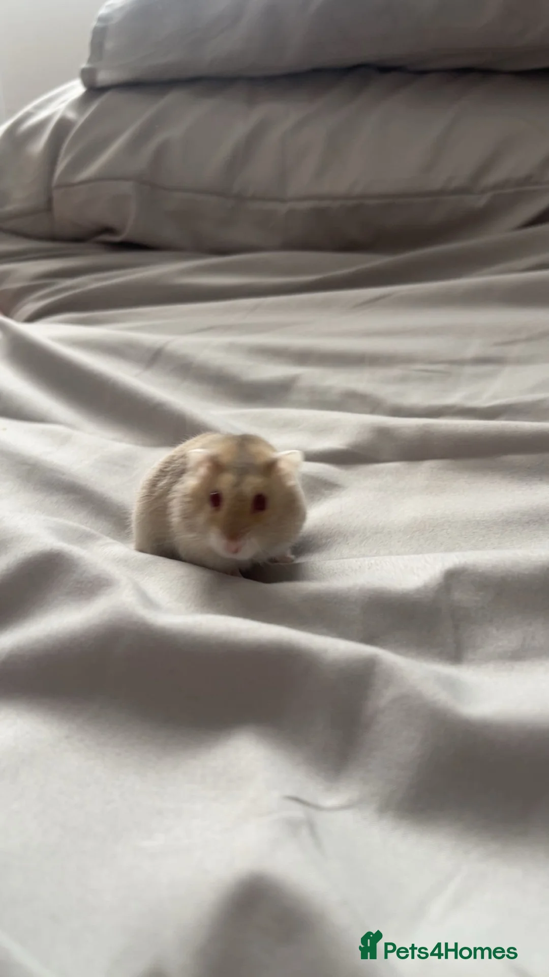 Hamster rodents for sale: Pibble - Dwarf hamster looking for a loving home  - Advert 1