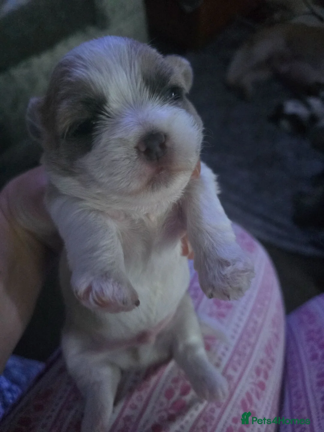 Shorkie dogs for sale: Shorkie puppies in Ferryhill - Advert 2