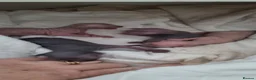 Sphynx cats for sale: Beautiful Newborn Sphynx Kittens4 kittens - Advert 11