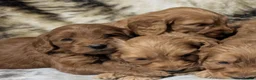 Cockapoo dogs for sale: Quality F1 Cockapoo puppies  in Ammanford - Advert 3
