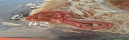 Corn Snake reptiles for sale: Juvenile Corn Snakes - Advert 2