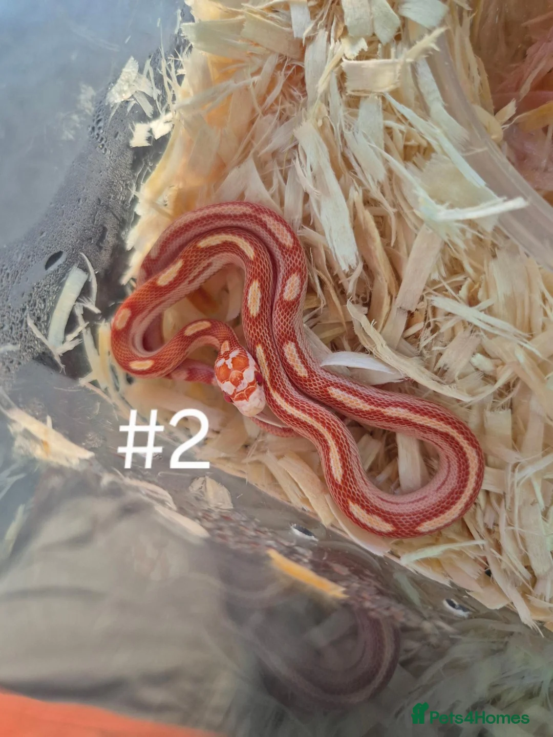 Corn Snake reptiles for sale: Juvenile Corn Snakes - Advert 2