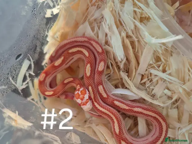 Corn Snake reptiles Juvenile Corn Snakes - Advert 2