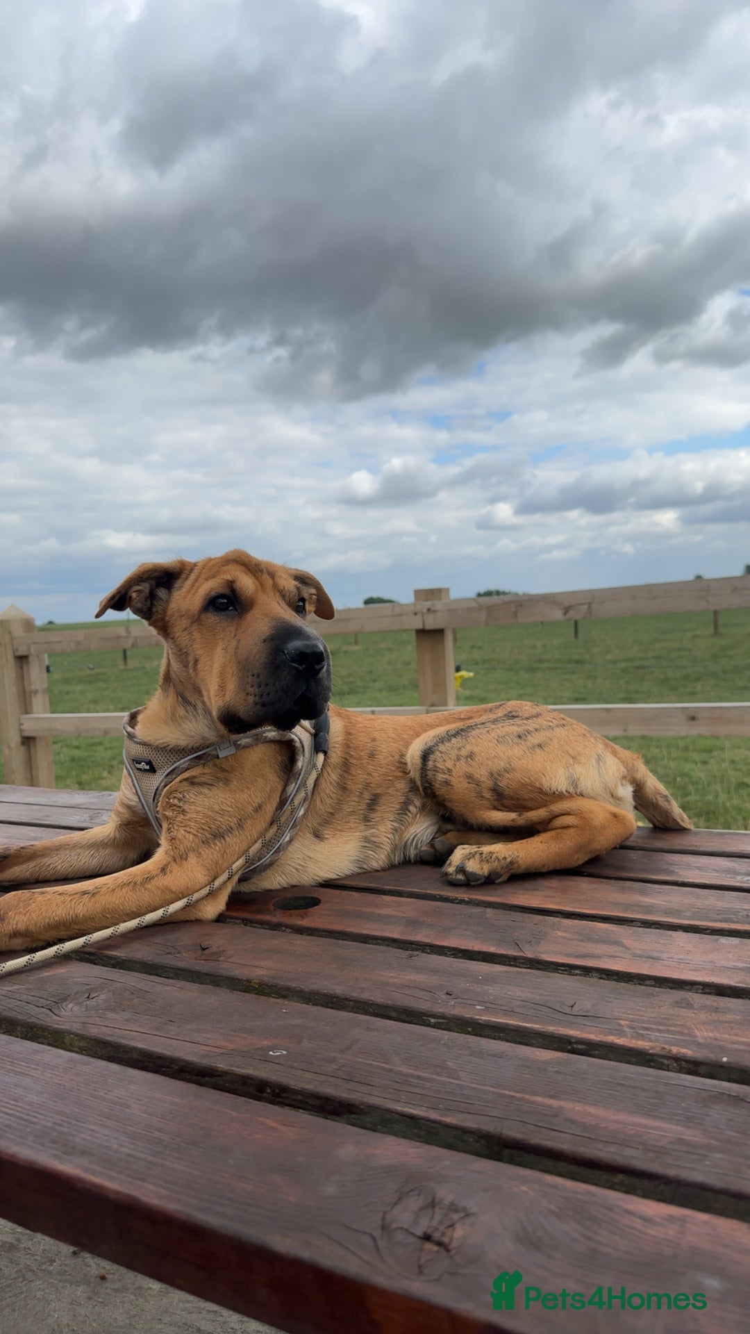 Mixed Breed dogs for sale: Well-Trained Pup Looking for His Forever Home - Image 8