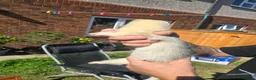 Ferret rodents for sale: Jill and Hob 10 week old - Advert 7
