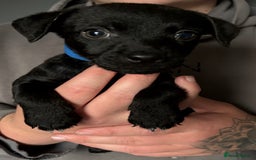 Patterdale Terrier dogs for sale: Patterdale puppies  - Image 8