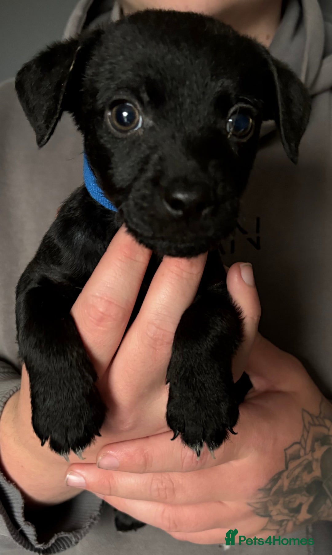 Patterdale Terrier dogs for sale: Patterdale puppies  - Image 8