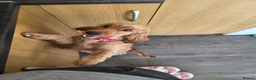 Cocker Spaniel dogs for sale: Show Type Cocker Spaniel Lola - Advert 5