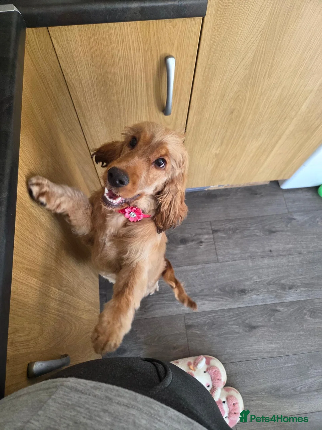 Cocker Spaniel dogs for sale: Show Type Cocker Spaniel Lola - Advert 5