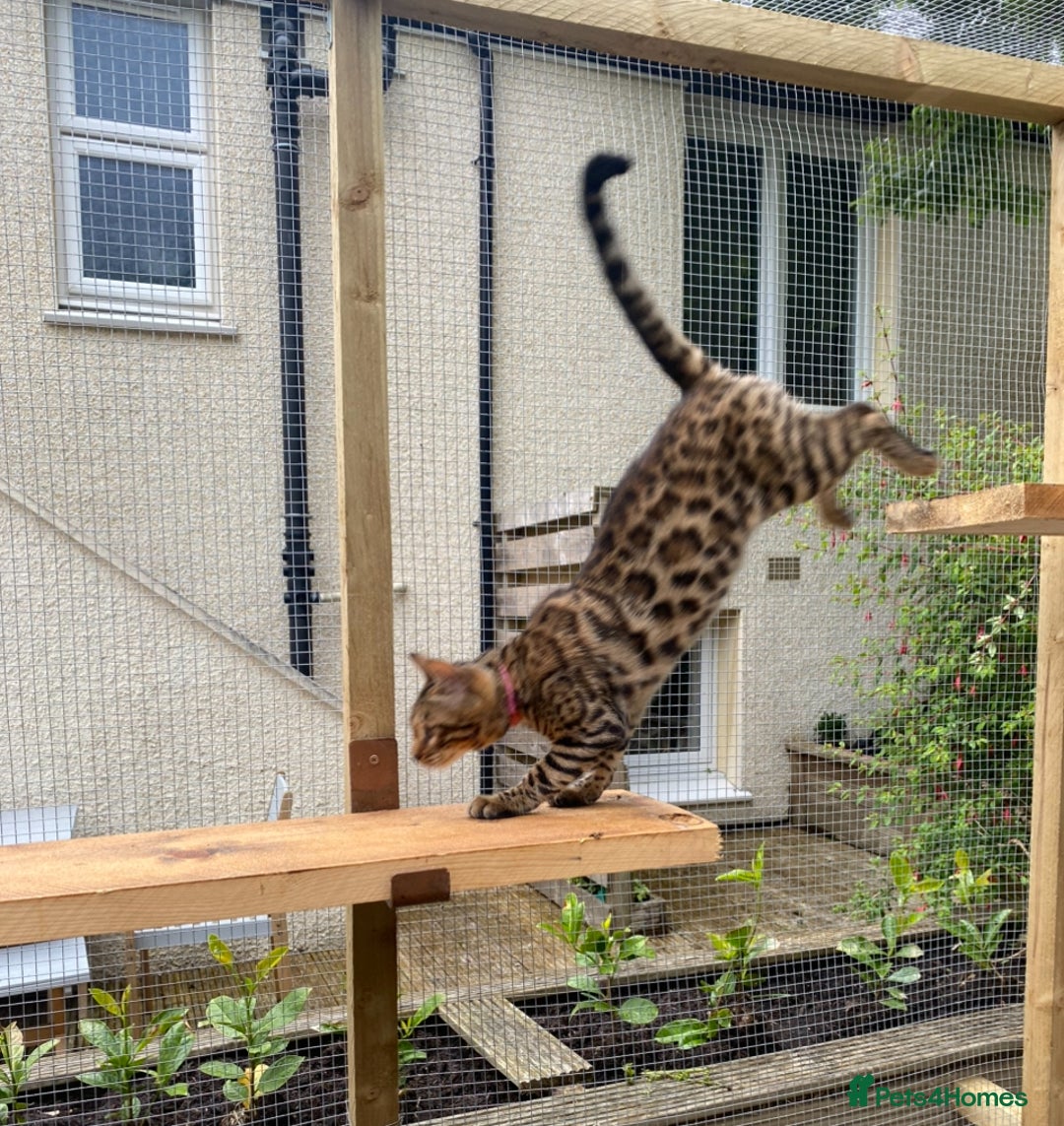 Bengal cats for sale: Bengal kittens  - Advert 1