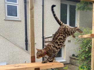 Bengal cats Bengal kittens - Advert 9