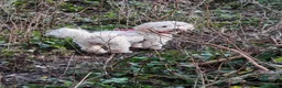 Cavachon dogs for sale: Lovely Female Cavachon - Advert 2