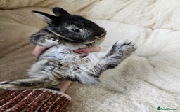 Netherland Dwarf rabbits for sale: Netherland Dwarf bunnies - Image 29