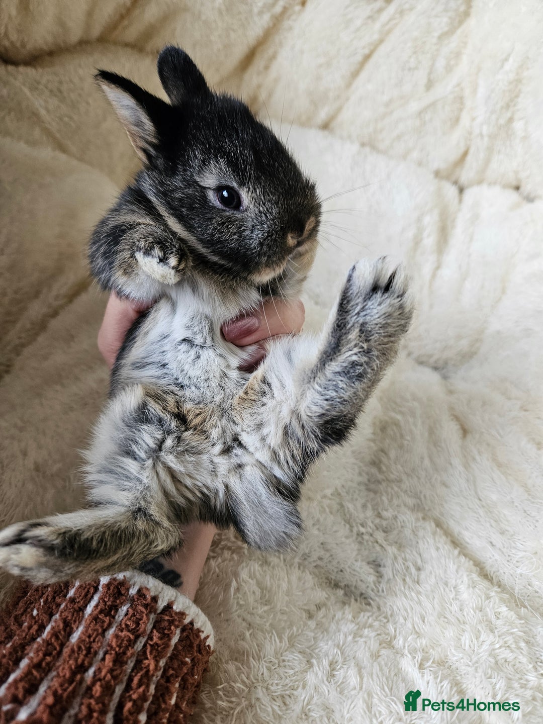Netherland Dwarf rabbits for sale: Netherland Dwarf bunnies - Image 29