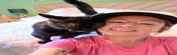 Domestic Shorthair cats for sale: 2 Gorgeous Girls for Re-homing - Advert 29