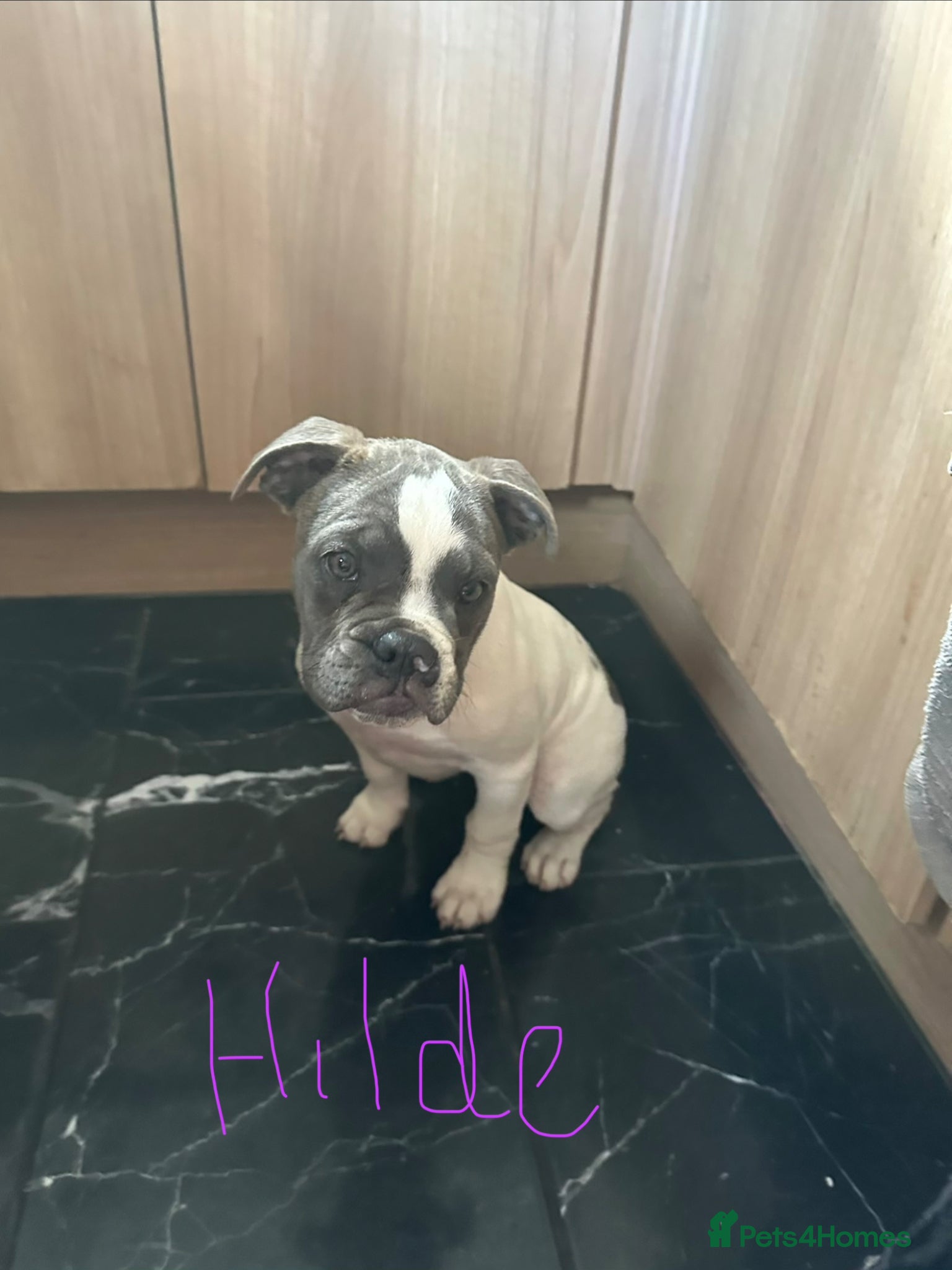 Dorset Olde Tyme Bulldogge dogs Reduced 12 Week old stunning pups - Advert 7