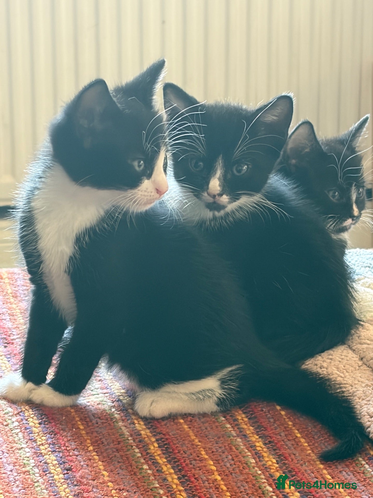 Mixed Breed cats for sale: Adorable kittens  - Advert 9