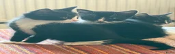 Mixed Breed cats for sale: Adorable kittens  - Advert 1