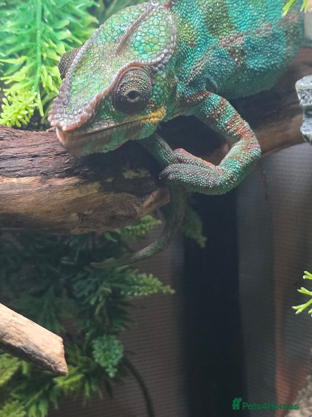 Chameleon reptiles for sale: Nosy B Chameleon  - Advert 12