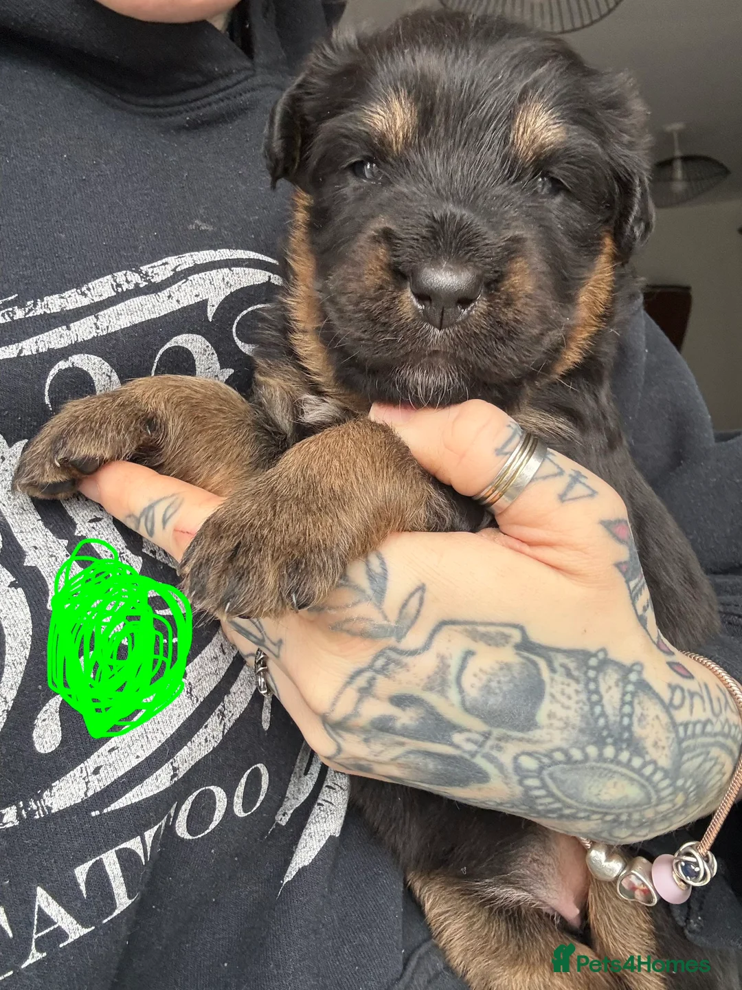 Mixed Breed dogs for sale: Rottweiler/hucky, malamute puppies  - Advert 8