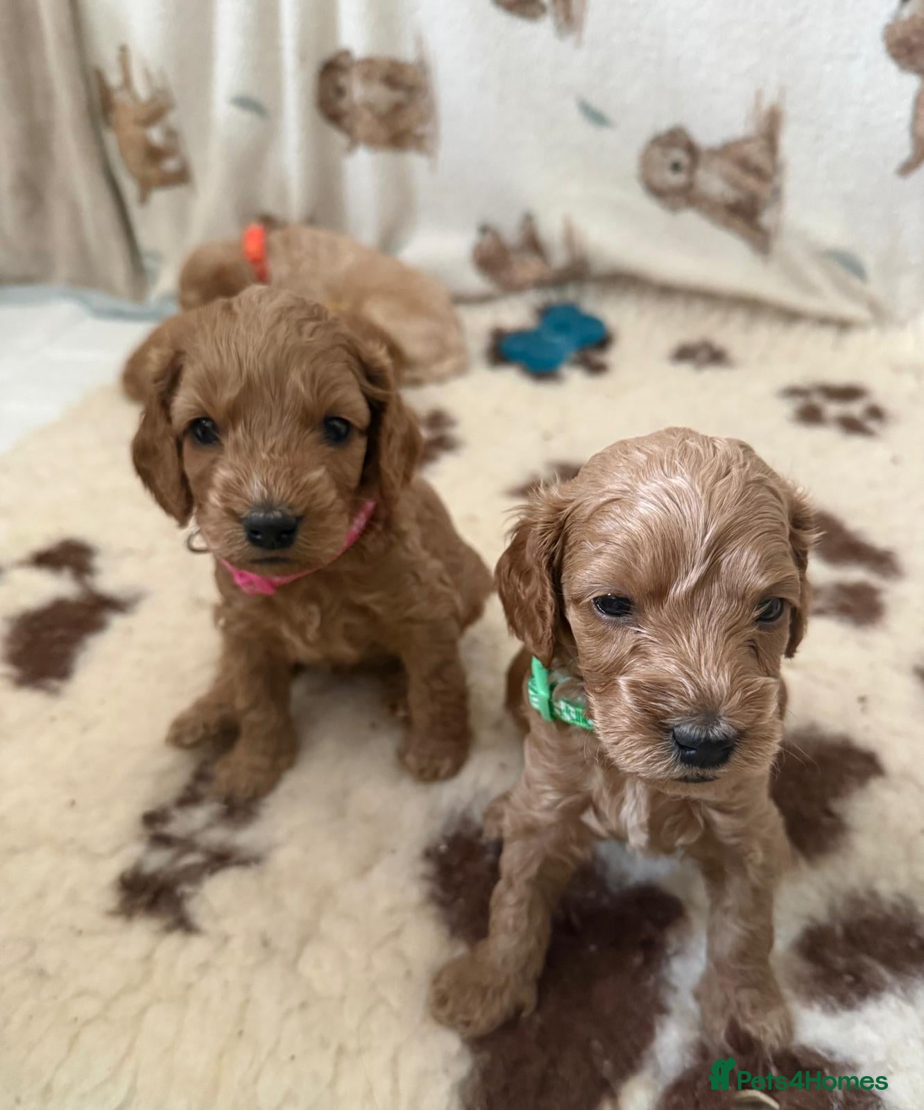 Cockapoo dogs F2 Cockapoo Puppies- Looking for Forever Homes! 🐾 - Advert 1