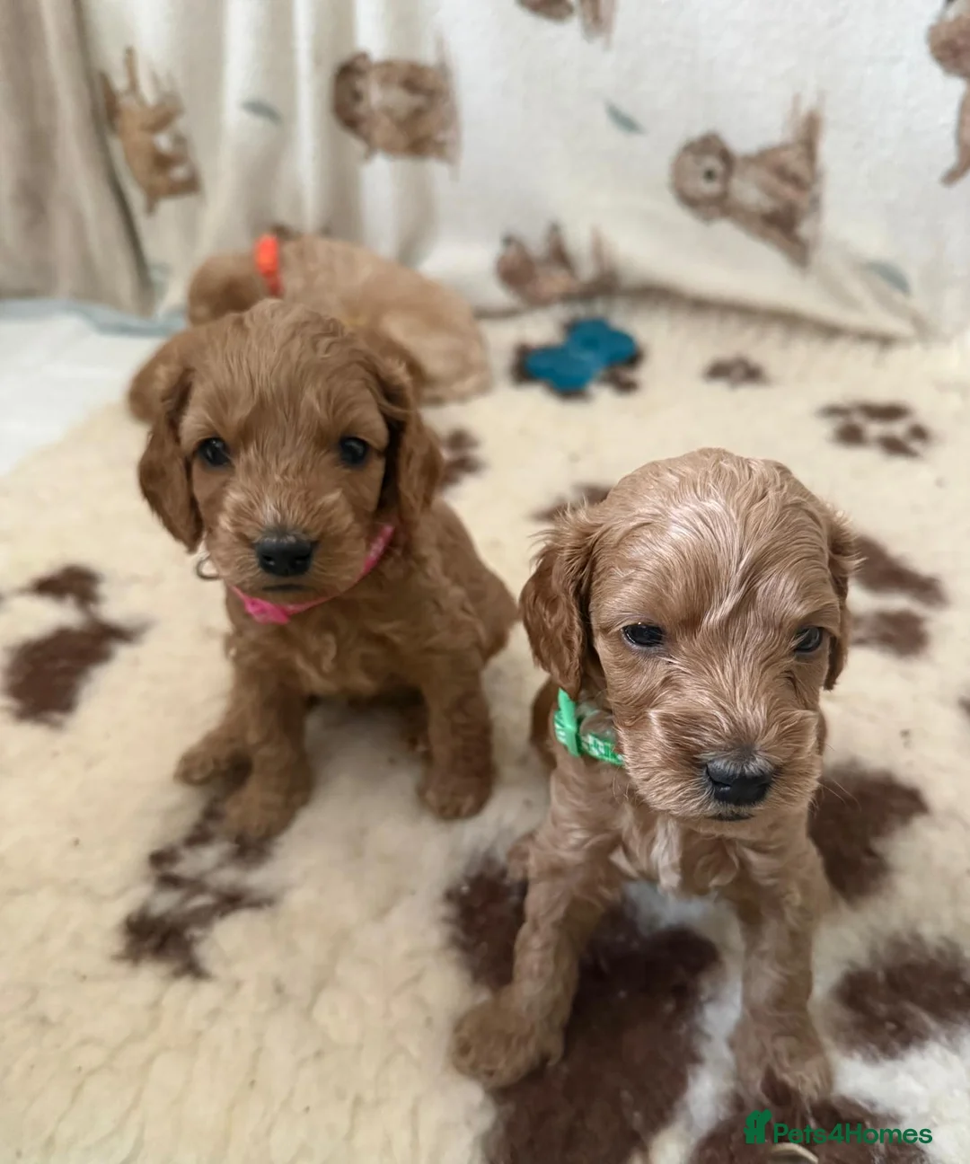 Cockapoo dogs for sale: F2 Cockapoo Puppies- Looking for Forever Homes! 🐾 in Manchester - Advert 1
