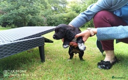 Cocker Spaniel dogs for sale: Beautiful Cocker Spaniel Puppies - Image 8