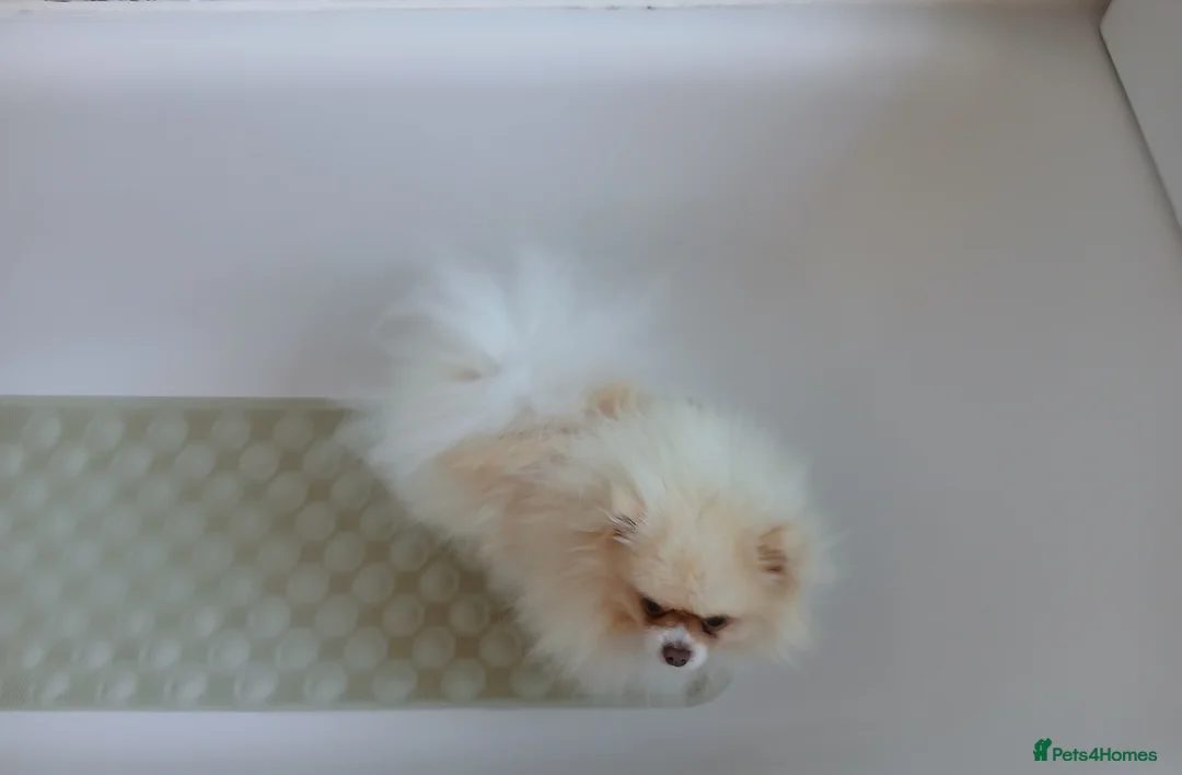 Pomeranian dogs for sale: KC Registered PEDIGREE Pomeranian  - Advert 6