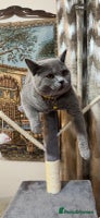 British Shorthair cats Purebred British Shorthair Male cat - Advert 15