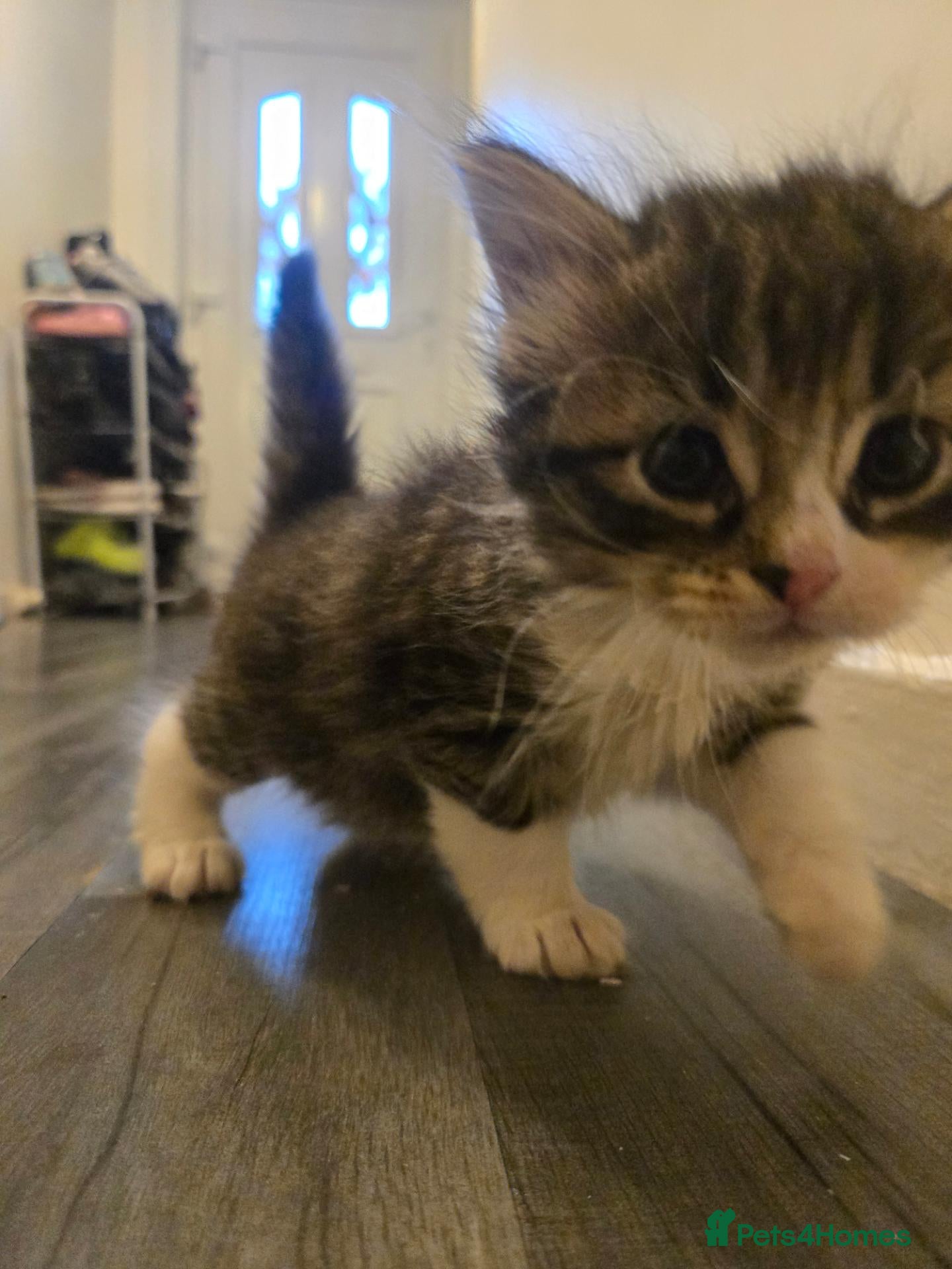 Mixed Breed cats 6 gorgeous kittens  - Advert 5