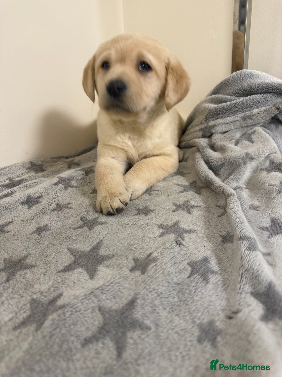 Labrador Retriever dogs for sale: Labradors - Advert 7