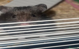 Hamster rodents for sale: Syrian hamster  - Image 2