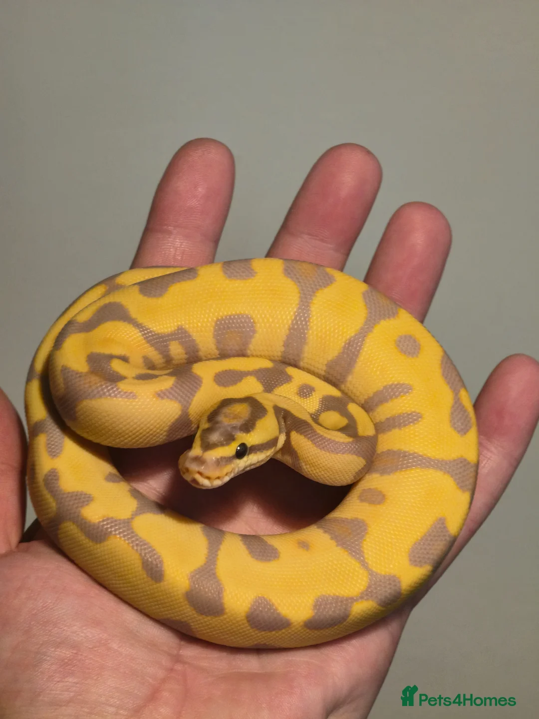 Python Snake reptiles for sale: Banana enchi leopard 50% dbl het albino clown - Advert 1