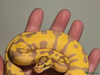 Python Snake reptiles Banana enchi leopard 50% dbl het albino clown - Advert 7