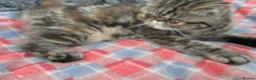 Exotic cats for sale:  Beautiful Exotic female kittens - Advert 13