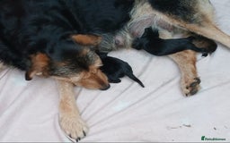 Huntaway dogs for sale: Pure huntaway puppies  - Image 7