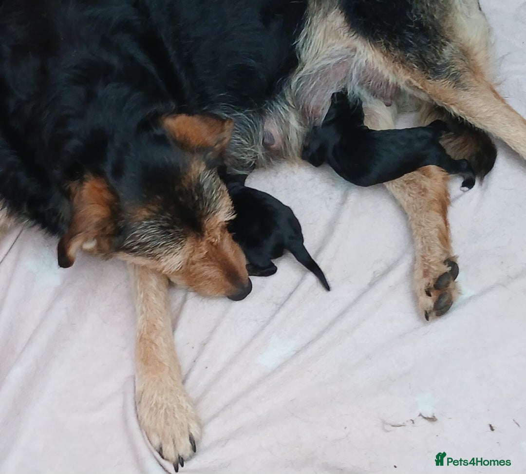 Huntaway dogs for sale: Pure huntaway puppies  - Image 7