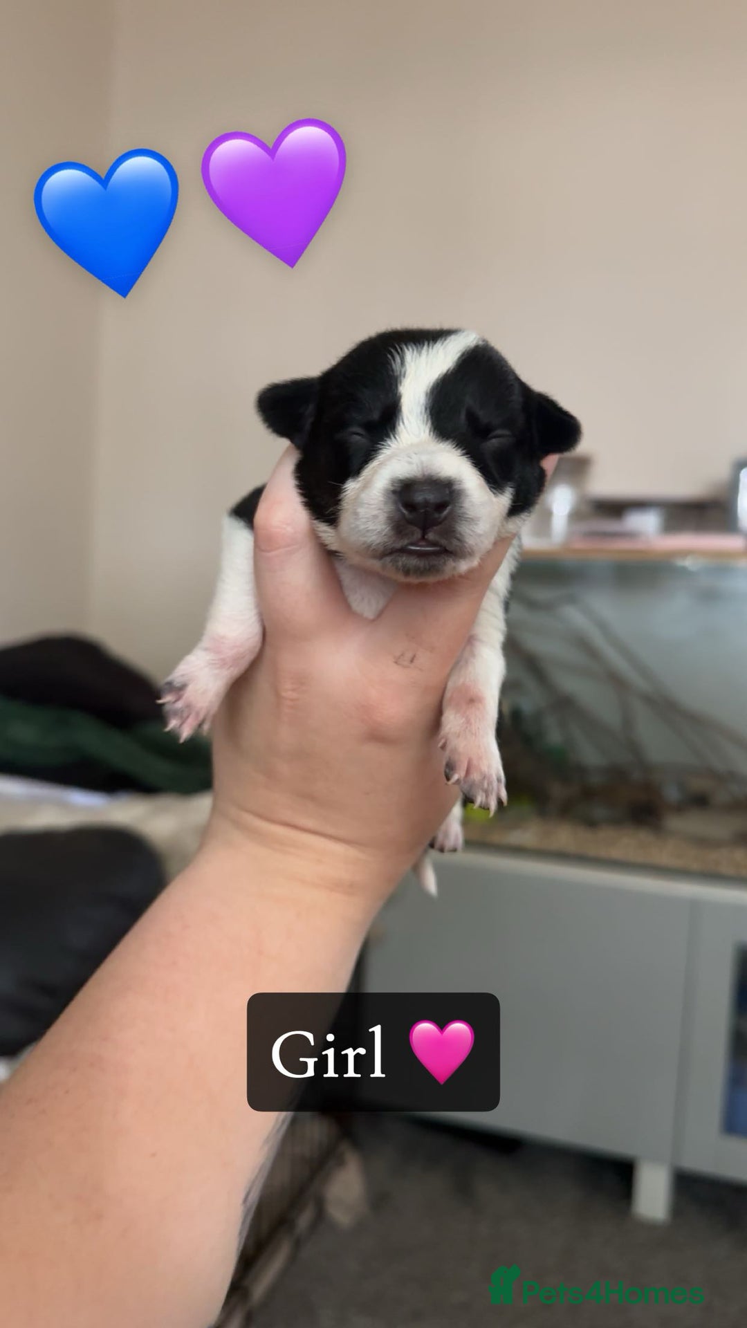 Mixed Breed dogs for sale: 🐾 Border Collie x Blue Heeler Puppies FOR SALE 🐾 - Image 1